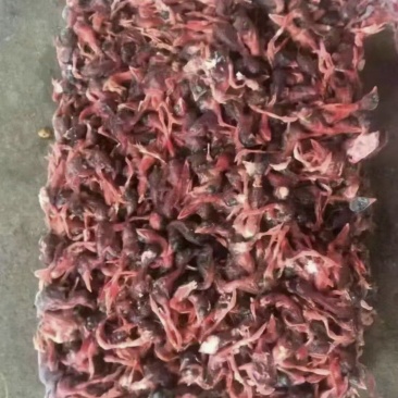 脱毛小鹌鹑