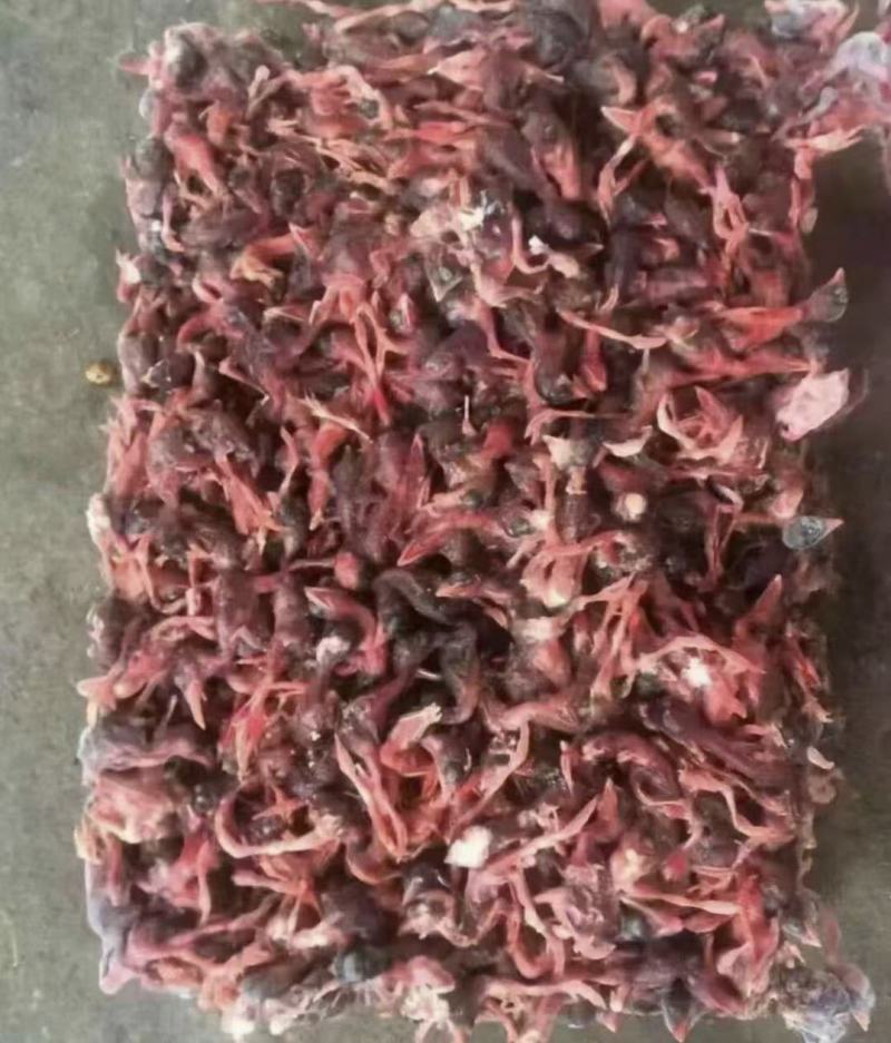 脱毛小鹌鹑