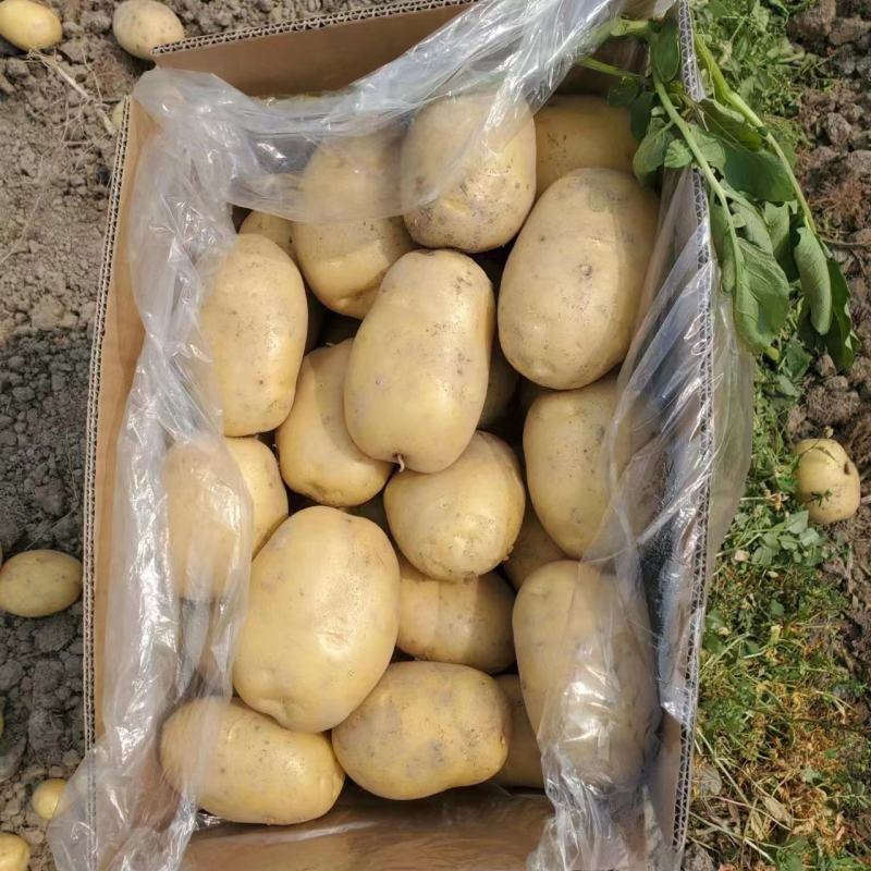 3月新苗土豆上市，市场，电商可下单了，需要的V我