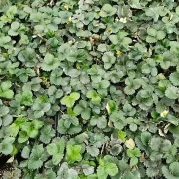 天仙醉草莓苗脱毒天仙醉草莓苗基地基地直销成活率高