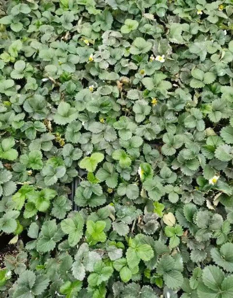 天仙醉草莓苗脱毒天仙醉草莓苗基地基地直销成活率高