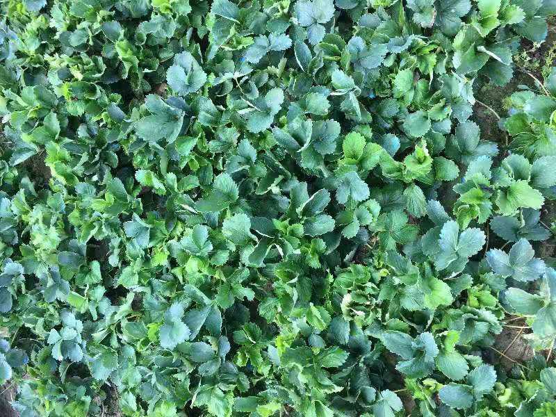 天仙醉草莓苗脱毒天仙醉草莓苗基地基地直销成活率高
