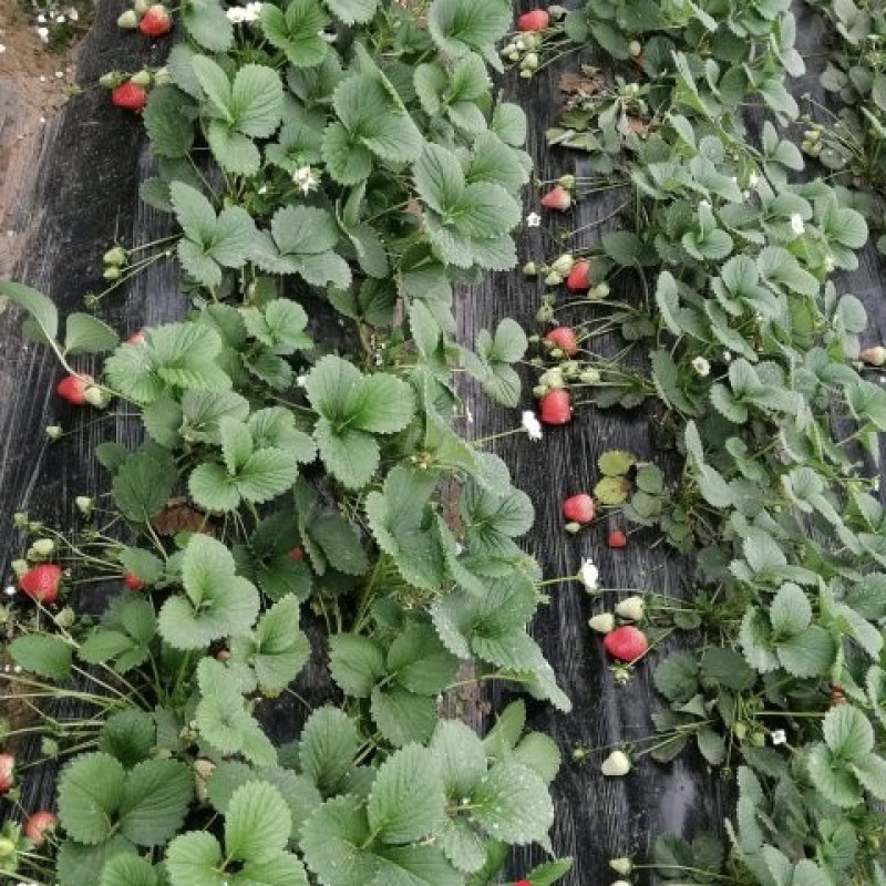 天仙醉草莓苗脱毒天仙醉草莓苗基地基地直销成活率高