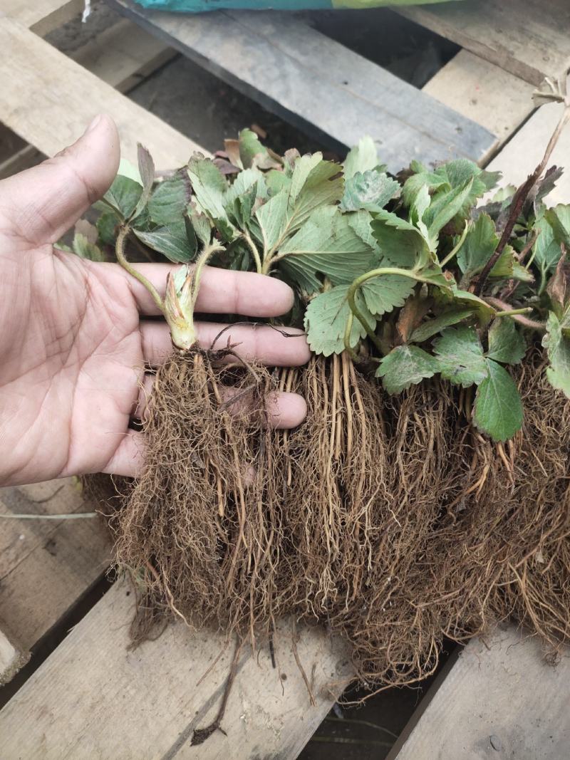 天仙醉草莓苗脱毒天仙醉草莓苗基地基地直销成活率高