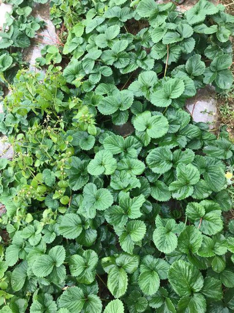 天仙醉草莓苗脱毒天仙醉草莓苗基地基地直销成活率高