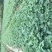 天仙醉草莓苗脱毒天仙醉草莓苗基地基地直销成活率高
