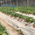 天仙醉草莓苗脱毒天仙醉草莓苗基地基地直销成活率高