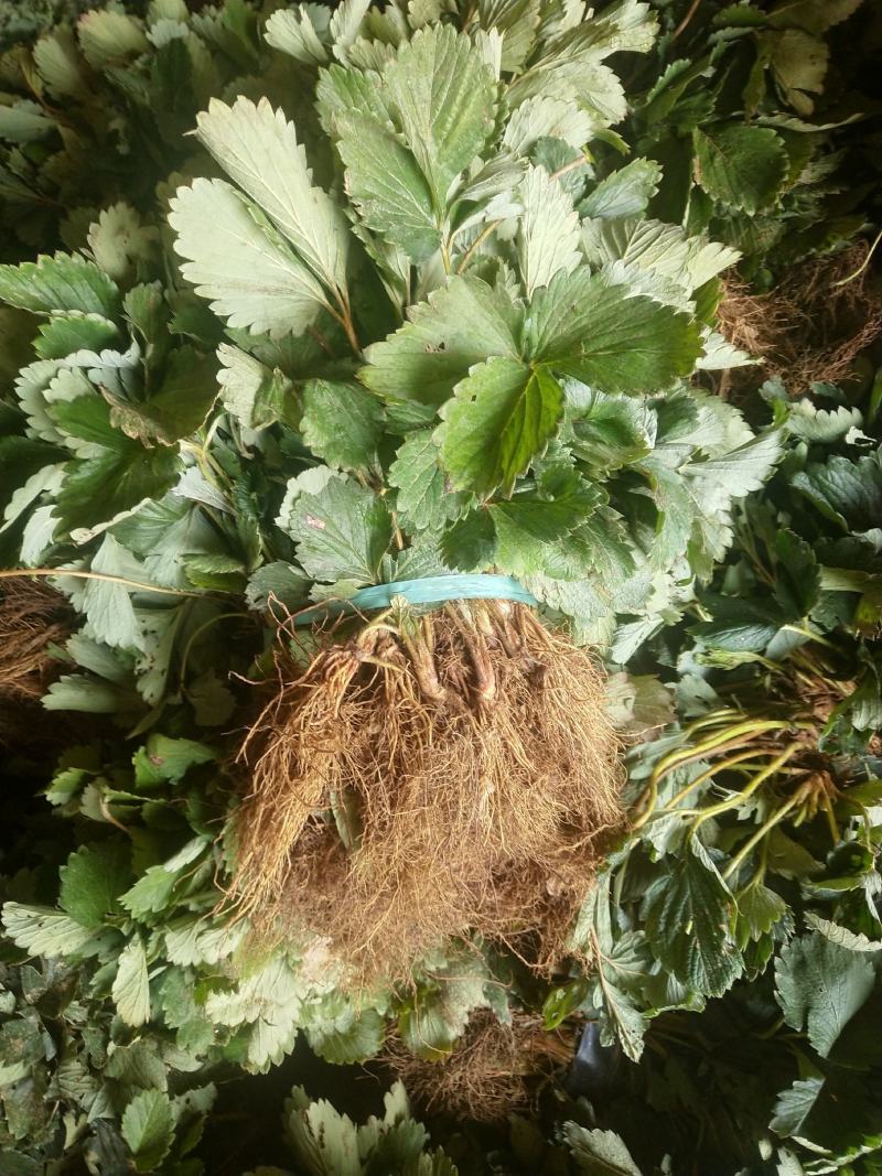 天仙醉草莓苗脱毒天仙醉草莓苗基地基地直销成活率高