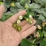 【产地直发】精品草莓盆栽品质上乘成活率高欢迎订购