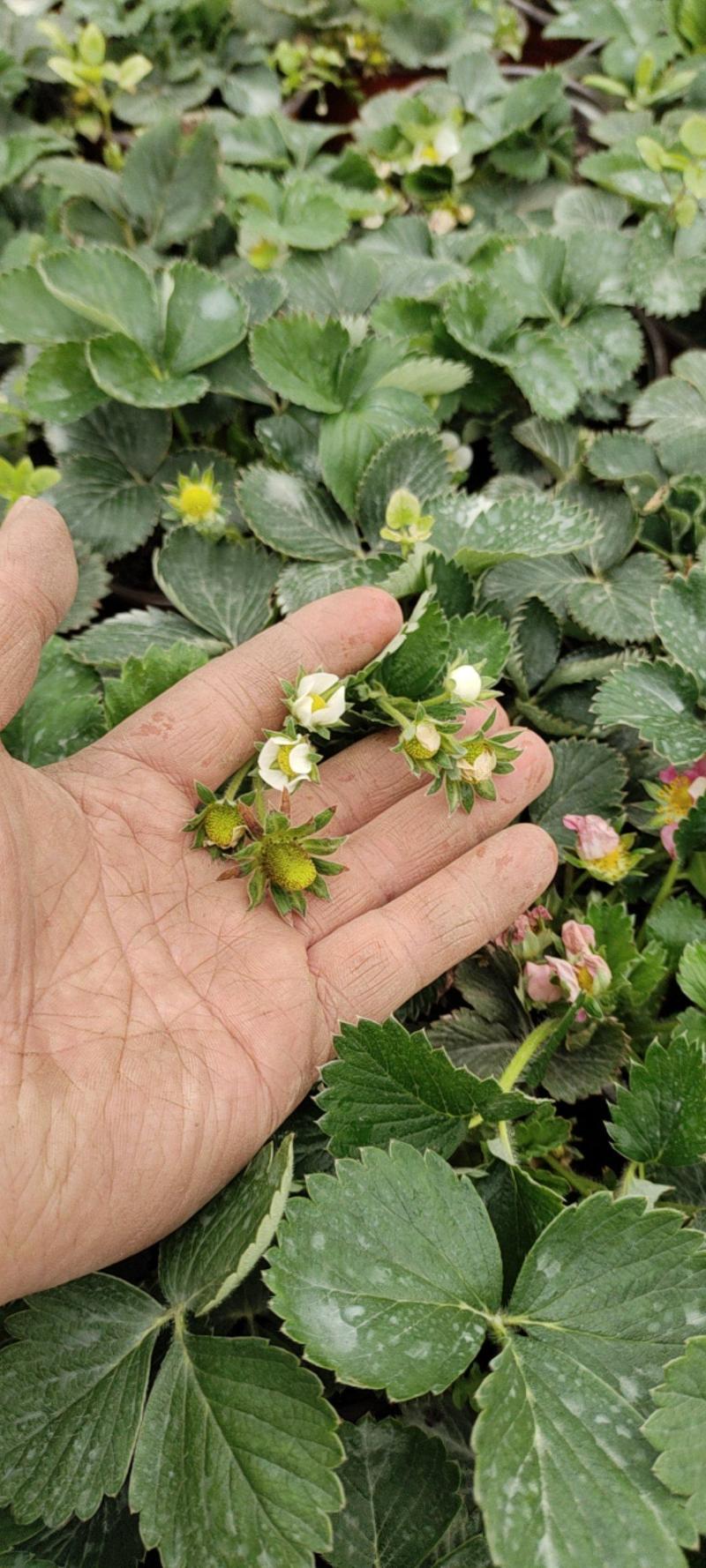 【产地直发】精品草莓盆栽品质上乘成活率高欢迎订购