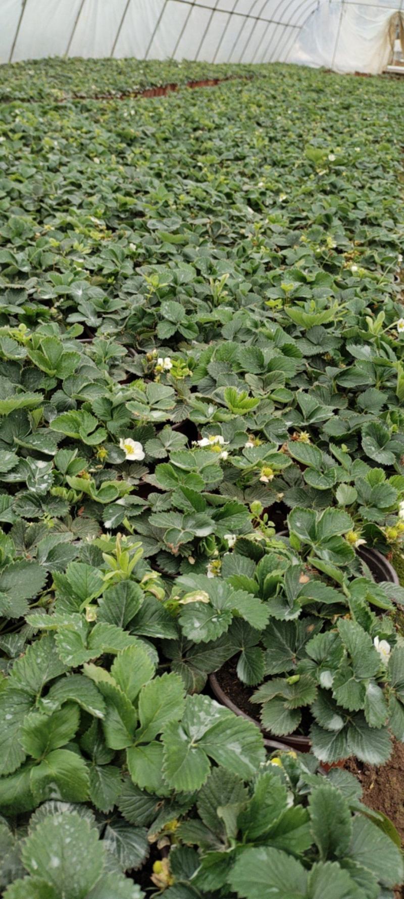 【产地直发】精品草莓盆栽品质上乘成活率高欢迎订购