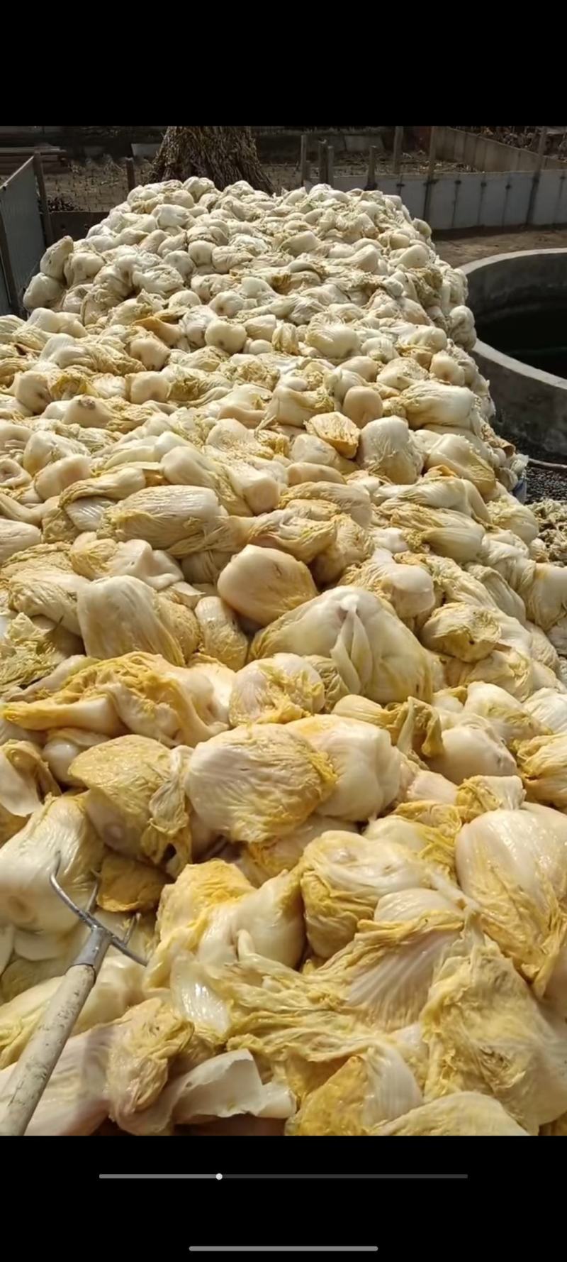 东，北，黄，心，酸，菜，六，十，天，发，酵