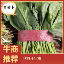 『牛商推荐』潍坊菠菜规格齐全，量大从优欢迎咨询！