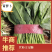 『牛商推荐』潍坊菠菜规格齐全，量大从优欢迎咨询！