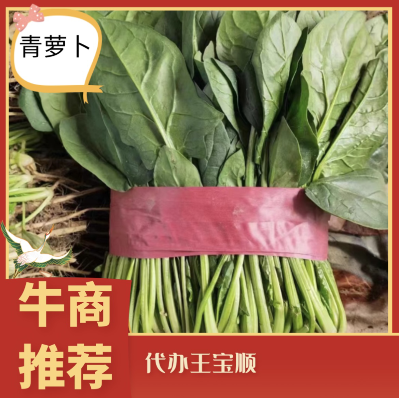 『牛商推荐』潍坊菠菜规格齐全，量大从优欢迎咨询！