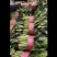 『牛商推荐』潍坊菠菜规格齐全，量大从优欢迎咨询！