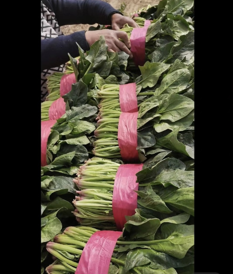 『牛商推荐』潍坊菠菜规格齐全，量大从优欢迎咨询！