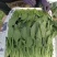 『牛商推荐』潍坊菠菜规格齐全，量大从优欢迎咨询！