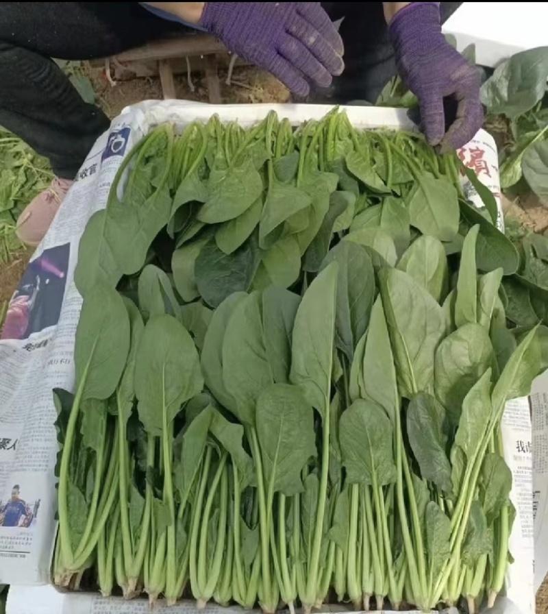 『牛商推荐』潍坊菠菜规格齐全，量大从优欢迎咨询！