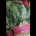 『牛商推荐』潍坊菠菜规格齐全，量大从优欢迎咨询！