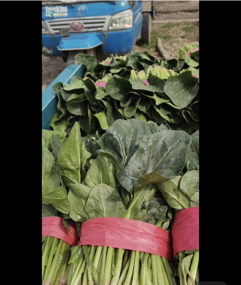 『牛商推荐』潍坊菠菜规格齐全，量大从优欢迎咨询！
