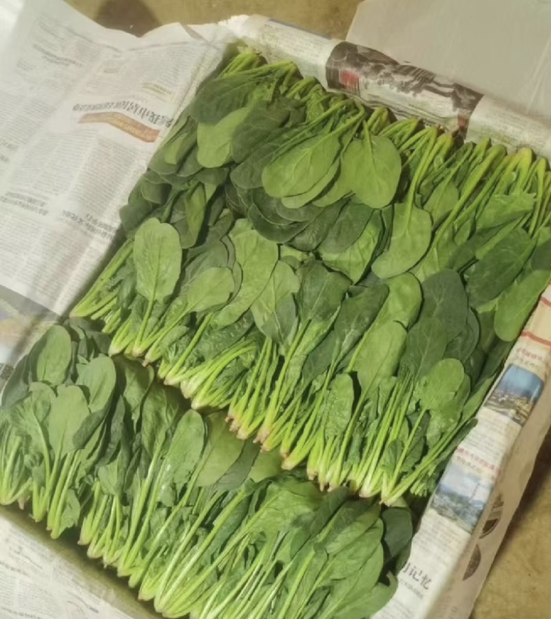 『牛商推荐』潍坊菠菜规格齐全，量大从优欢迎咨询！