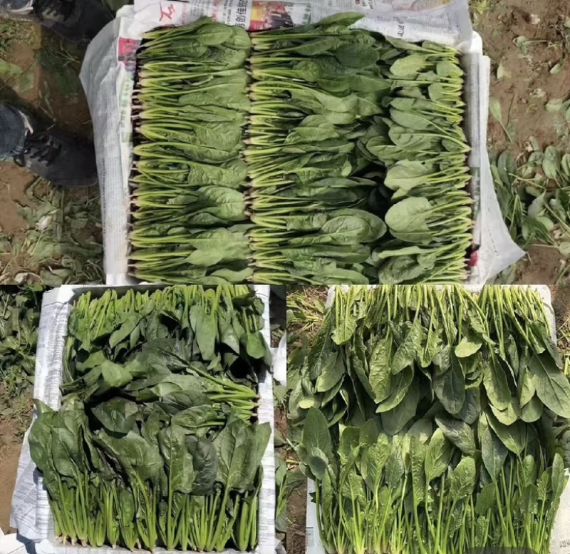 『牛商推荐』潍坊菠菜规格齐全，量大从优欢迎咨询！