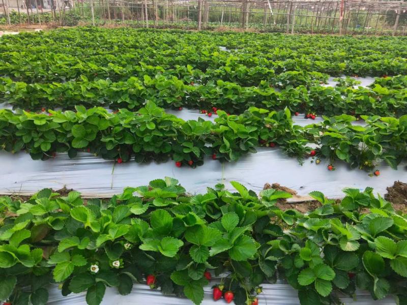 法兰地草莓苗育苗基地培育脱毒法兰地草莓苗适合露天种植品