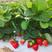 法兰地草莓苗育苗基地培育脱毒法兰地草莓苗适合露天种植品