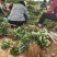 法兰地草莓苗育苗基地培育脱毒法兰地草莓苗适合露天种植品