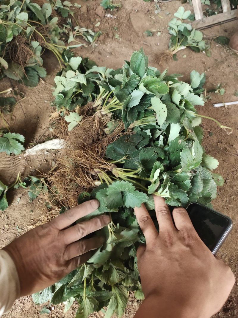 法兰地草莓苗育苗基地培育脱毒法兰地草莓苗适合露天种植品