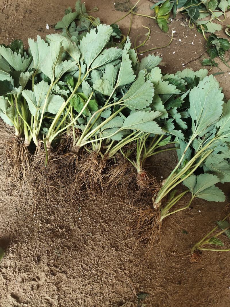 法兰地草莓苗育苗基地培育脱毒法兰地草莓苗适合露天种植品