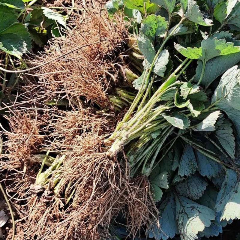 法兰地草莓苗育苗基地培育脱毒法兰地草莓苗适合露天种植品