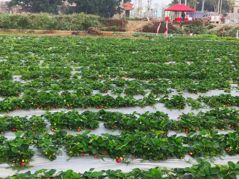 法兰地草莓苗育苗基地培育脱毒法兰地草莓苗适合露天种植品