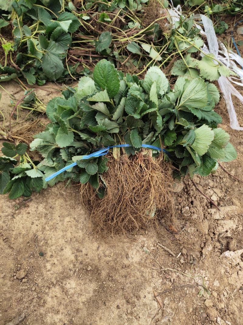 法兰地草莓苗育苗基地培育脱毒法兰地草莓苗适合露天种植品