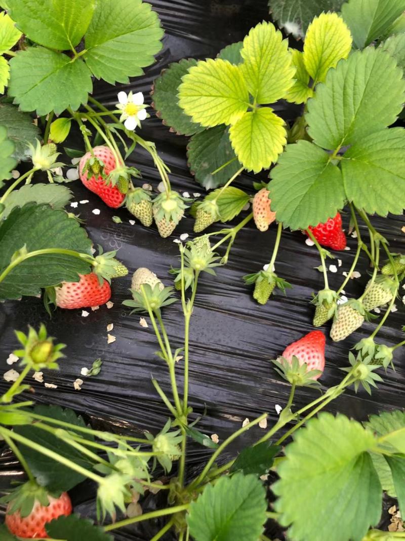 甜宝草莓苗育苗基地红颜草莓苗批发贵妃草莓苗冷藏箱加冰
