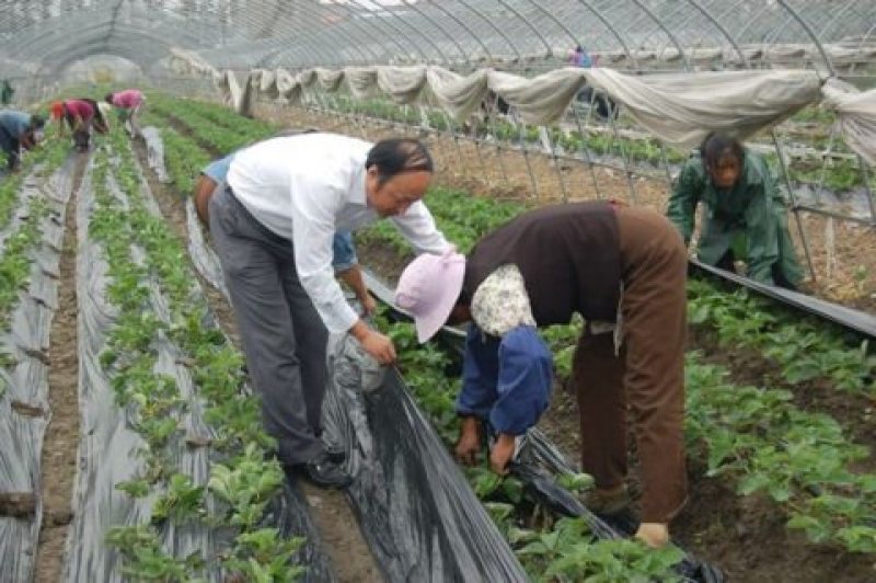 甜宝草莓苗育苗基地红颜草莓苗批发贵妃草莓苗冷藏箱加冰