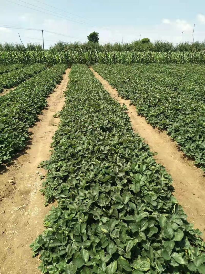 甜宝草莓苗育苗基地红颜草莓苗批发贵妃草莓苗冷藏箱加冰