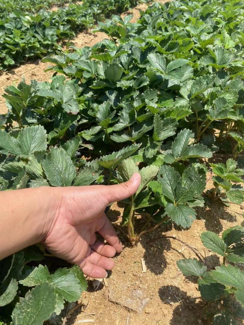 甜宝草莓苗育苗基地红颜草莓苗批发贵妃草莓苗冷藏箱加冰