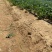甜宝草莓苗育苗基地红颜草莓苗批发贵妃草莓苗冷藏箱加冰
