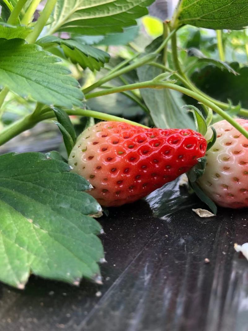 甜宝草莓苗育苗基地红颜草莓苗批发贵妃草莓苗冷藏箱加冰