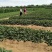 甜宝草莓苗育苗基地红颜草莓苗批发贵妃草莓苗冷藏箱加冰