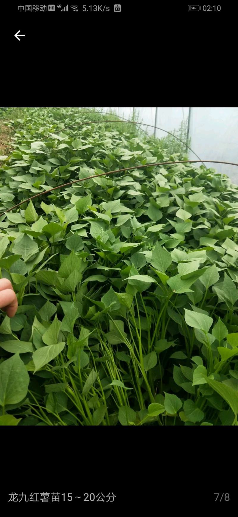 脱毒西瓜红大田红薯苗，保证成活率，欢迎采购