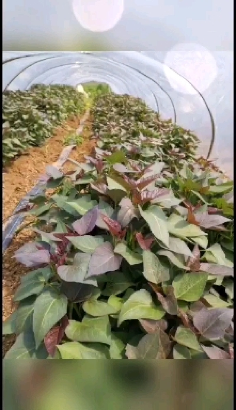 脱毒西瓜红大田红薯苗，保证成活率，欢迎采购