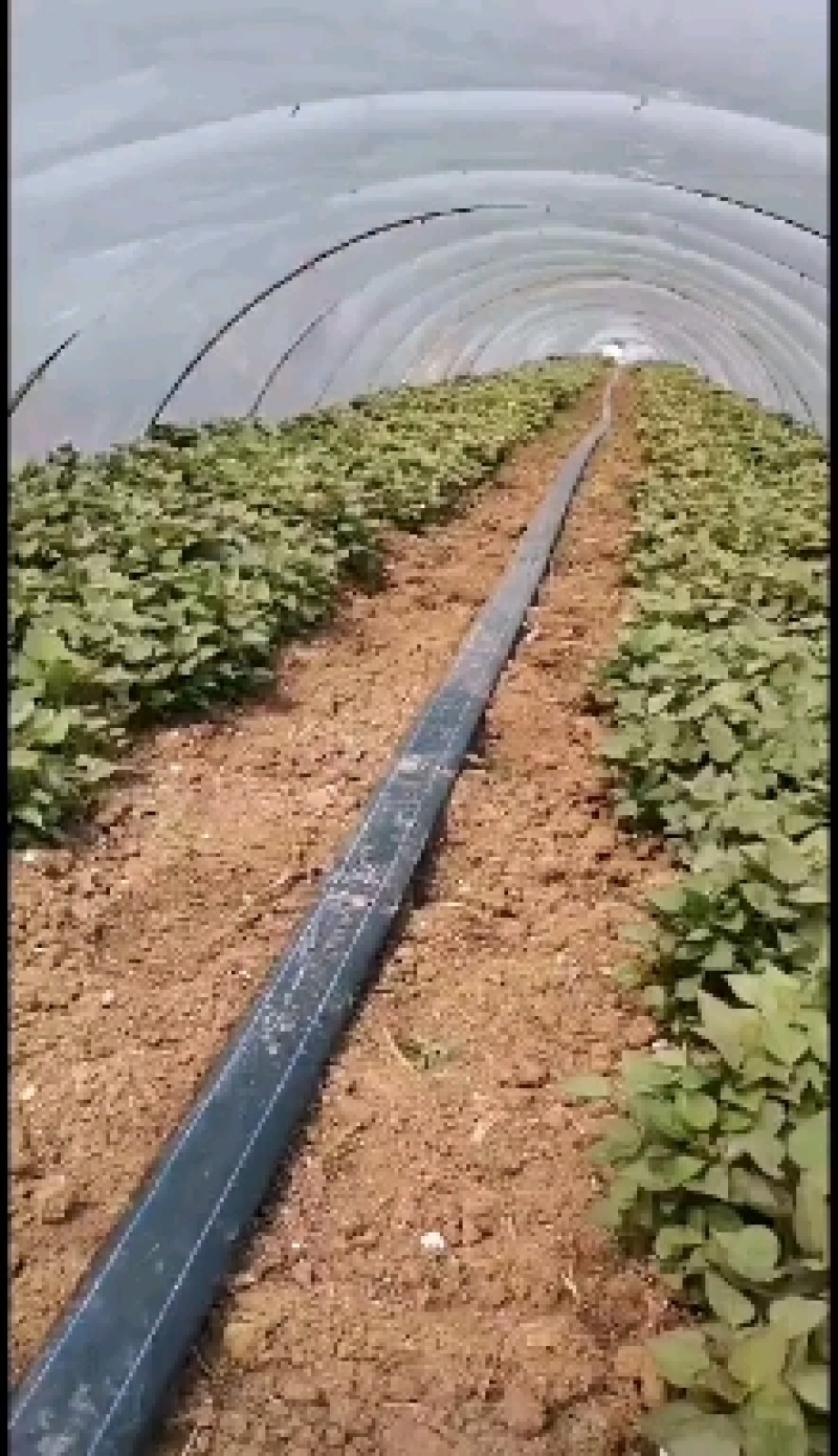 脱毒西瓜红大田红薯苗，保证成活率，欢迎采购