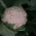 白花菜花广西横州市松花大量上市。欢迎全国各地老板前来采购