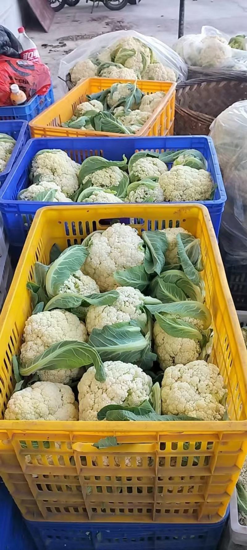 白花菜花广西横州市松花大量上市。欢迎全国各地老板前来采购