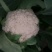 白花菜花广西横州市松花大量上市。欢迎全国各地老板前来采购