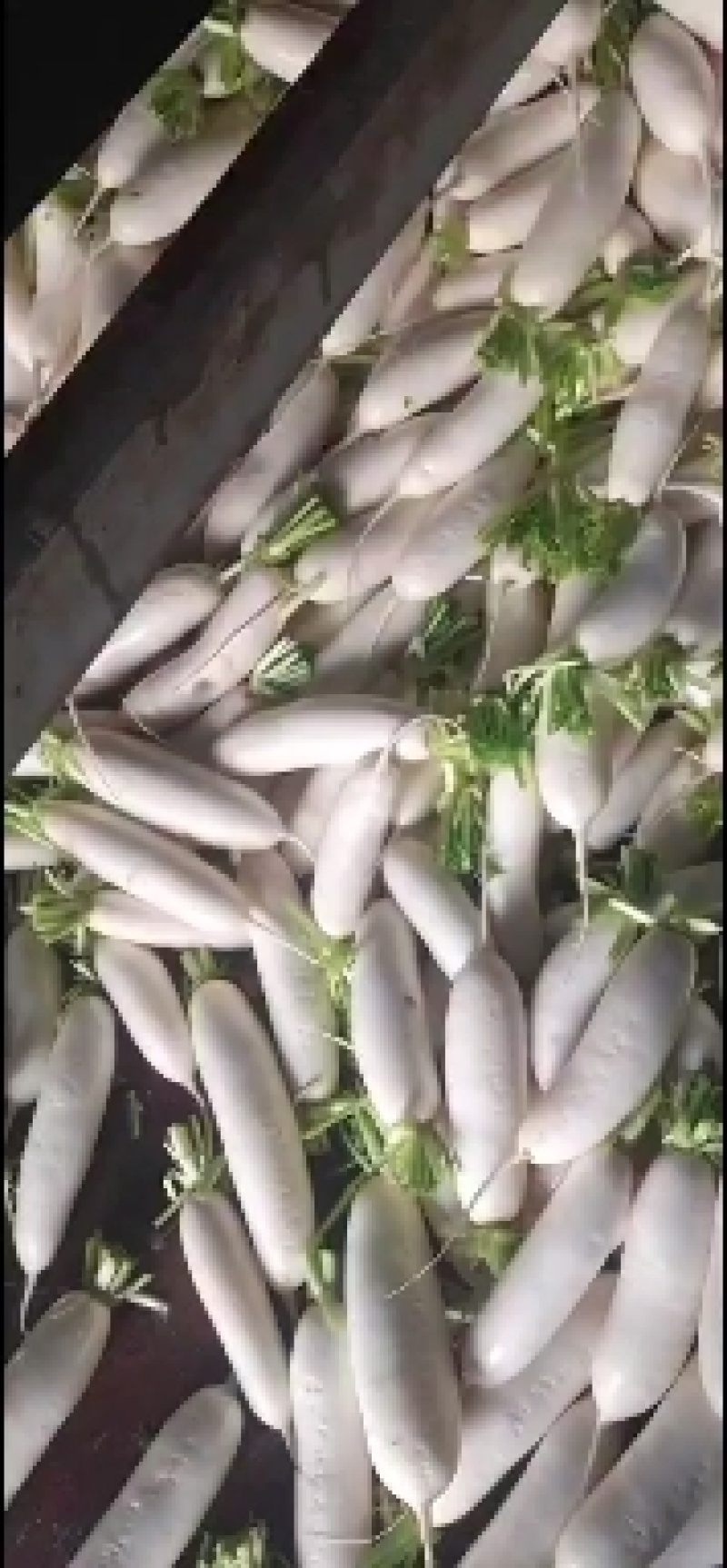精品白萝卜种植，欢迎选购。。。。。。。。