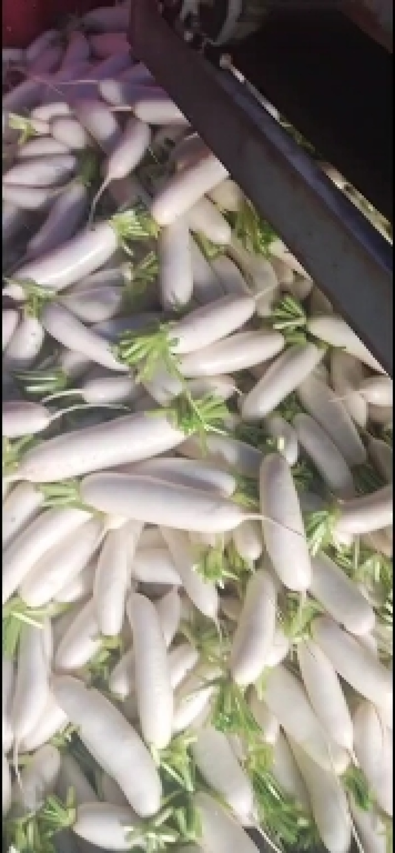 精品白萝卜种植，欢迎选购。。。。。。。。